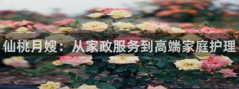 杏悦平台代理注册流程